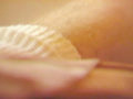 sexe   