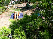 Golpes de pino en la pineda videos
